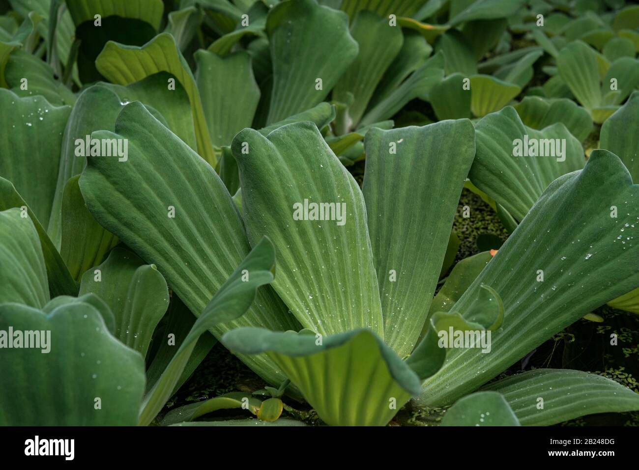 Water cabbage (Pistia stratiotes) Botanical Garden Berlin, Berlin, Germany Stock Photo
