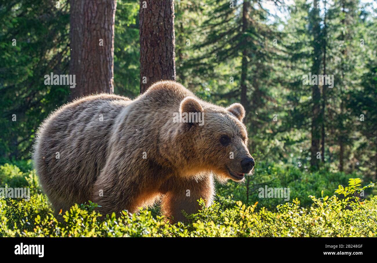Wild Adult Female of Brown bear in the pine forest. . Scientific name: Ursus arctos. Summer season,  Natural habitat. Stock Photo