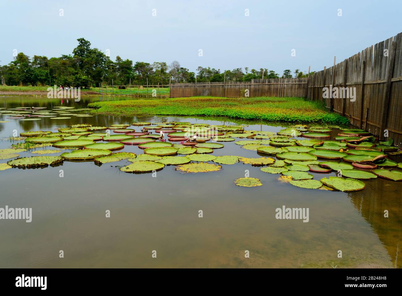 Many Water Lily Plants Scientific Name Victoria With Some Flowers Floating On The Surface Of A Pond Water In Brazil Stock Photo Alamy
