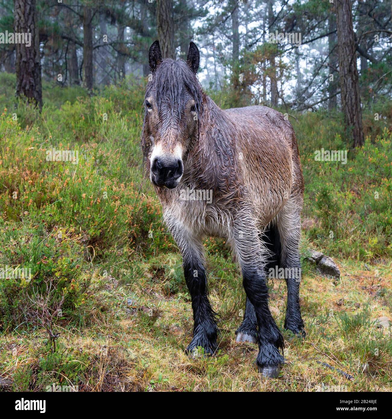 Animal rain forest hires stock photography and images Alamy