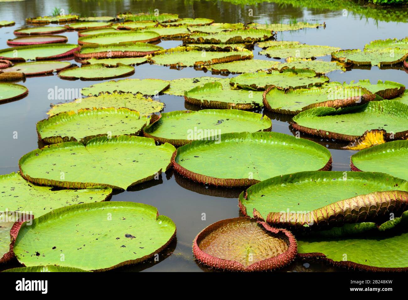 Flowers Near The Water In The Garden Stock Photo, Picture and Royalty Free  Image. Image 19879027., image size:1300x956