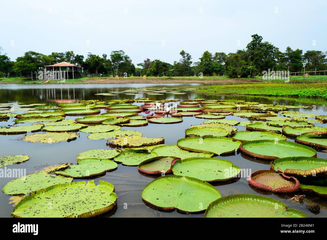 Many Water Lily Plants Scientific Name Victoria With Some Flowers Floating On The Surface Of A Pond Water In Brazil Stock Photo Alamy