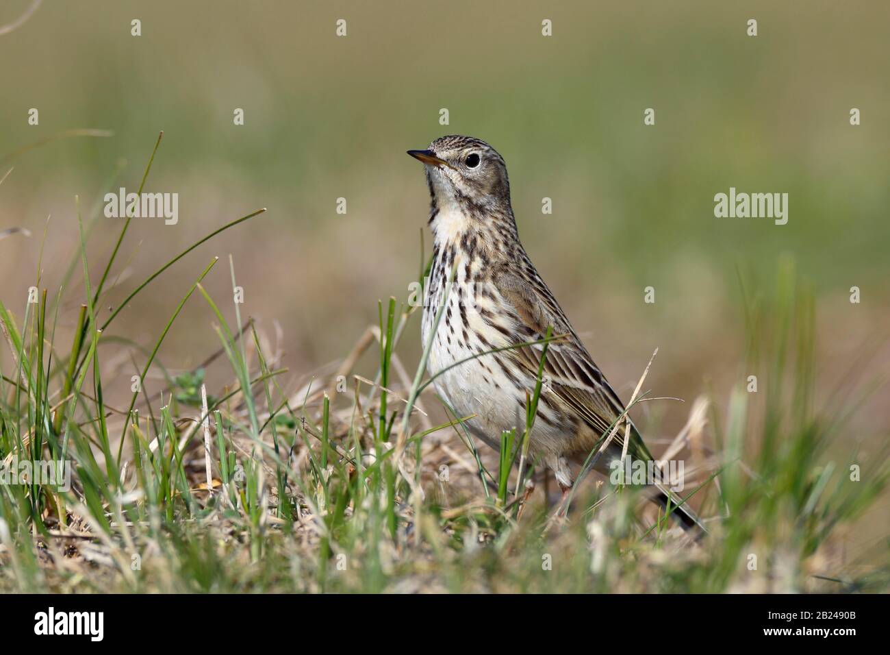 Raps (Anthus pratensis), single animal standing in a meadow, Wadden Sea National Park Lower Saxony, Lower Saxony, Germany Stock Photo