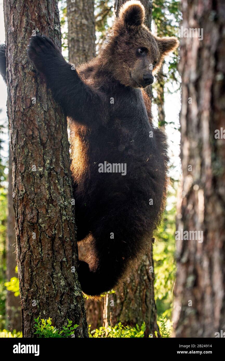 Little bear climbs a tree. Cub of Brown Bear in the summer pine forest ...