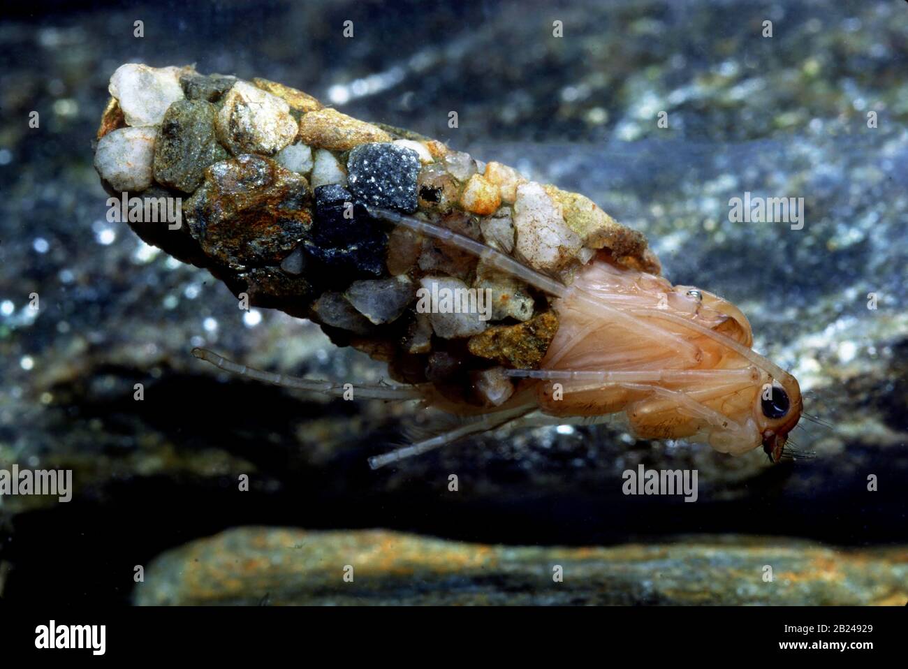 Caddisfly larva (Trichoptera), captive, France Stock Photo Alamy
