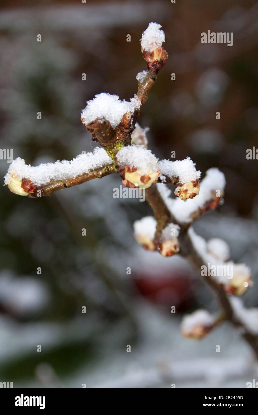Pear Tree buds with snow on Stock Photo