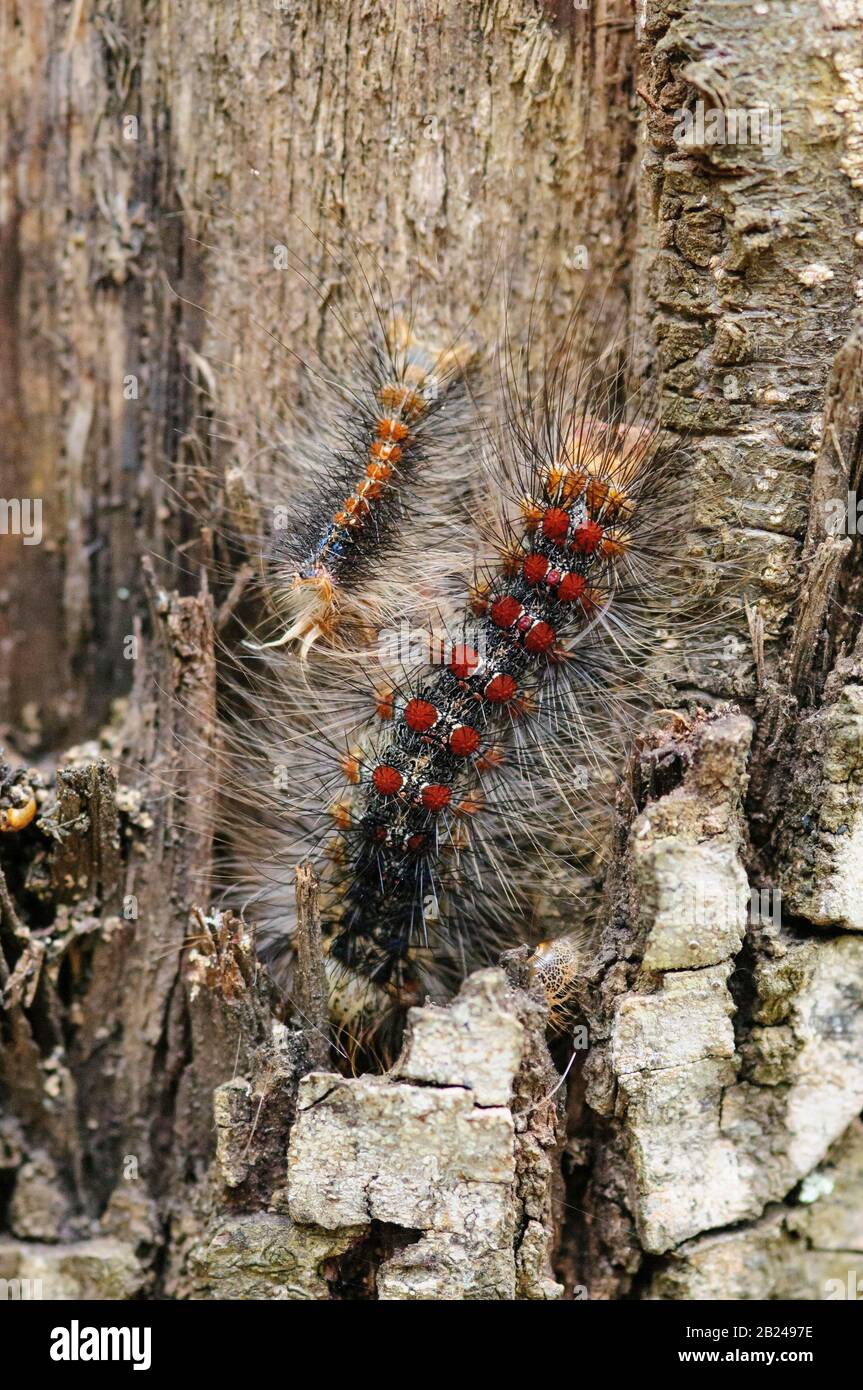 Caterpillars of the sponge moth, Lymantria dispar on a Cork oak (Quercus suber), Tuscany, Italy Stock Photo