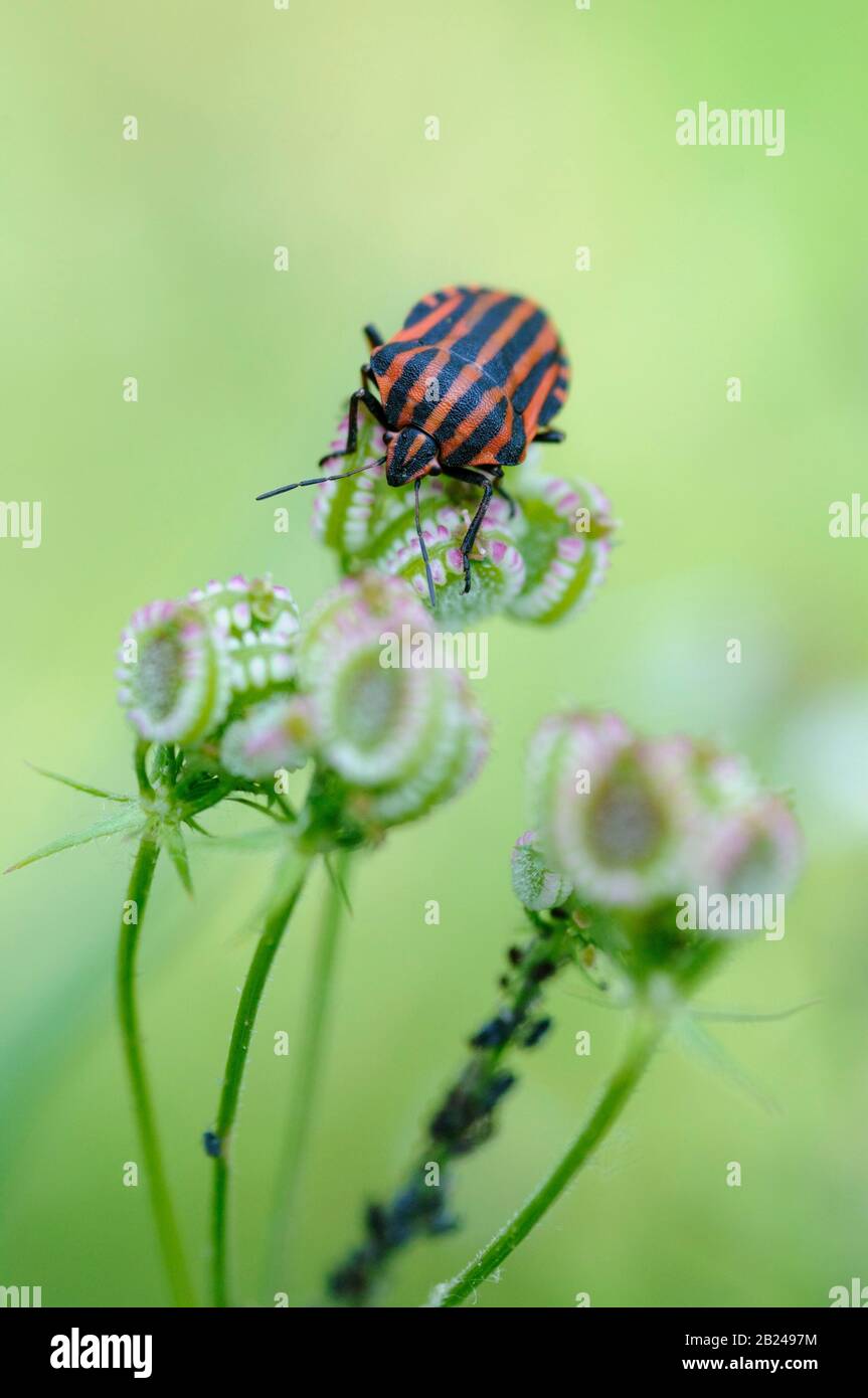 Italian striped-bug (Graphosoma italicum) sits on the fruit of Mediterranean hartwort (Tordylium apulum), Monticello Amiata, Monte Amiata region Stock Photo