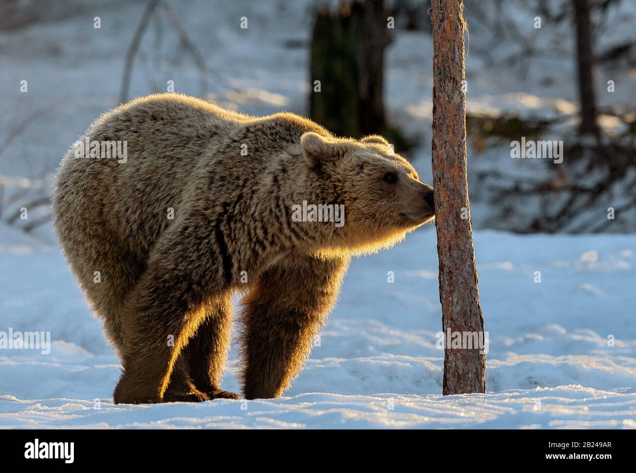 The bear sniffs a tree. Brown bear in the winter forest at sunset. Scientific name: Ursus arctos. Natural habitat. Winter season. Stock Photo