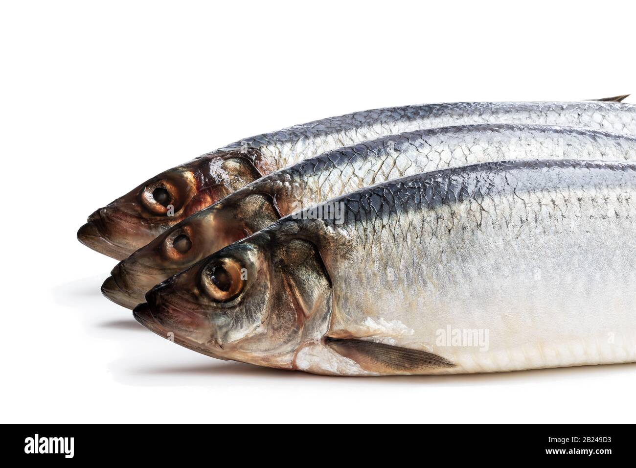 Set of fresh whole herring fish isolated on white Stock Photo - Alamy