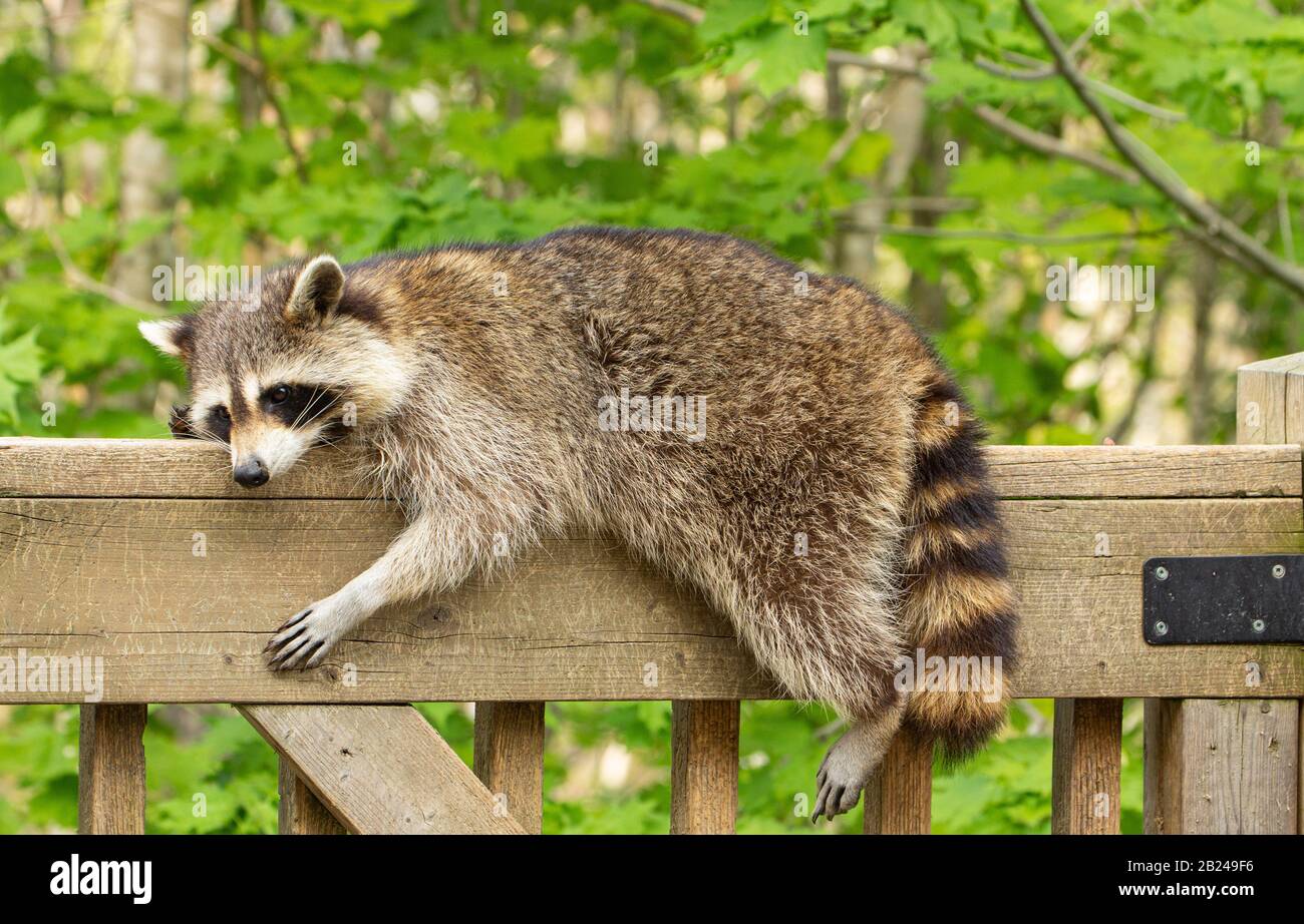 Mother raccoon draped over the railing of a weathered wooden deck on a warm sunny day against a green leafy background. Stock Photo