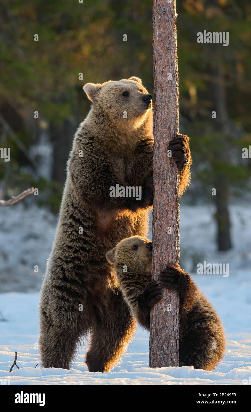 Bear and cub. Brown bears stands on its hind legs by a pine tree in winter forest at sunset light. Scientific name: Ursus arctos. Natural habitat. Win Stock Photo