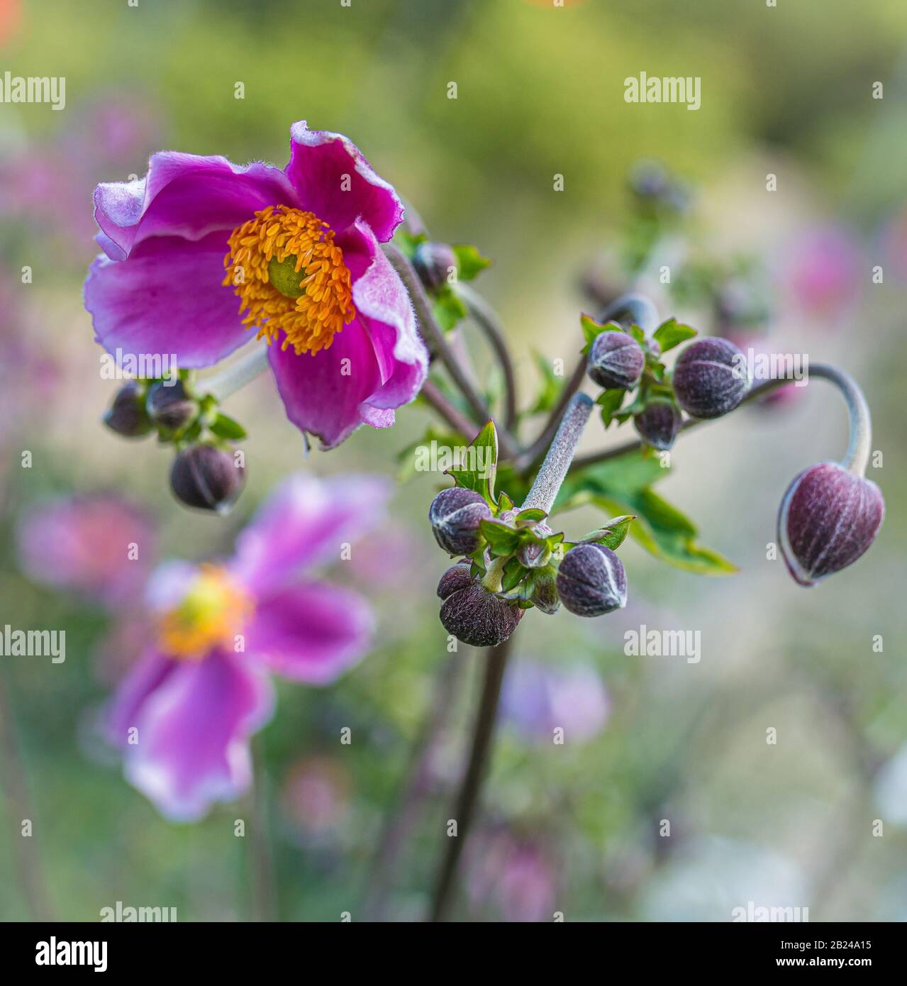 anemone flower purple Anemone hupehensis) plants in flower. Pink garden plant in the family Ranunculaceae. Closeup on Japanese Anemone flowers Stock Photo