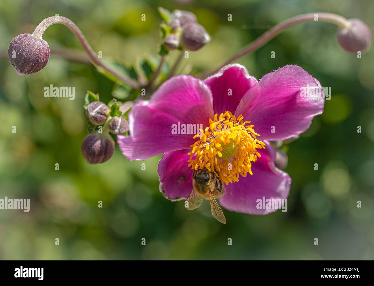 pink flowers of the hardy perennial Japanese anemone, Anemone x hybrida 'Serenade'. Closeup on