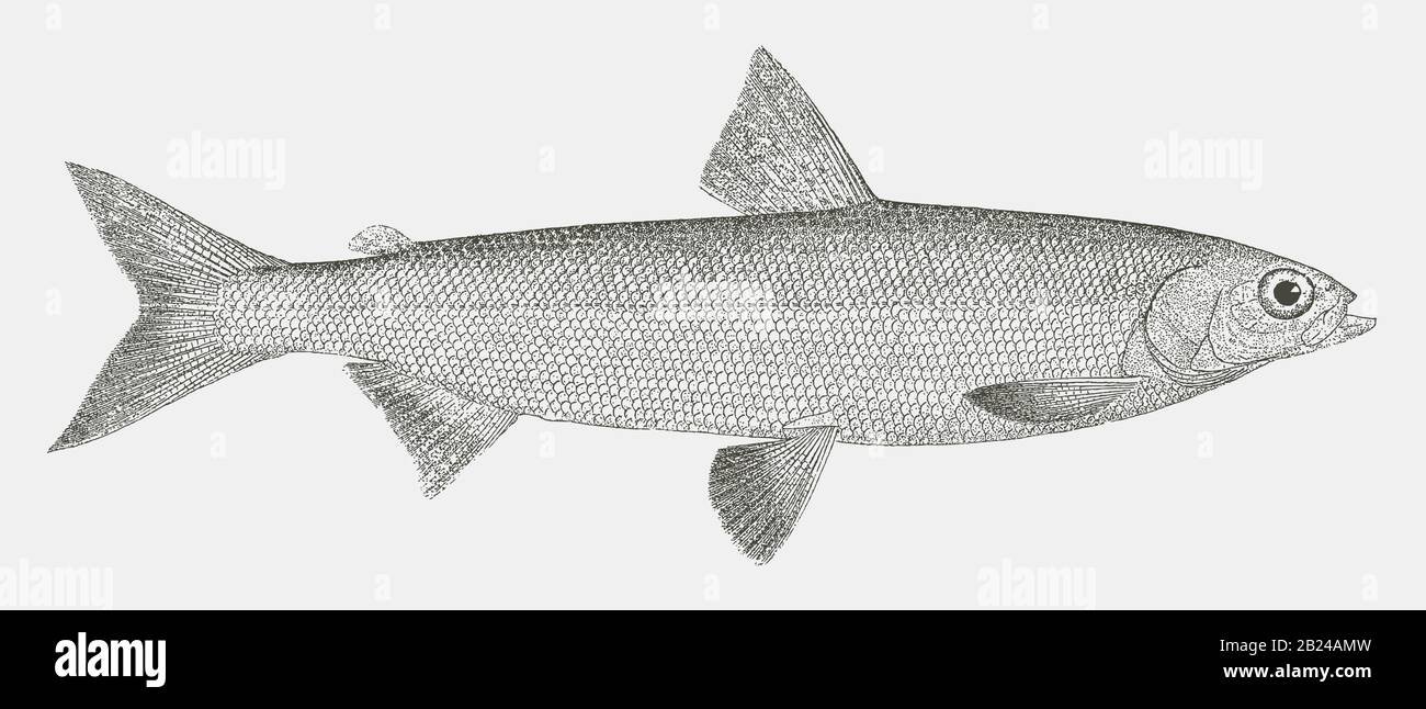 Alaska whitefish coregonus nelsonii, a fish from the northwestern north america in side view Stock Vector
