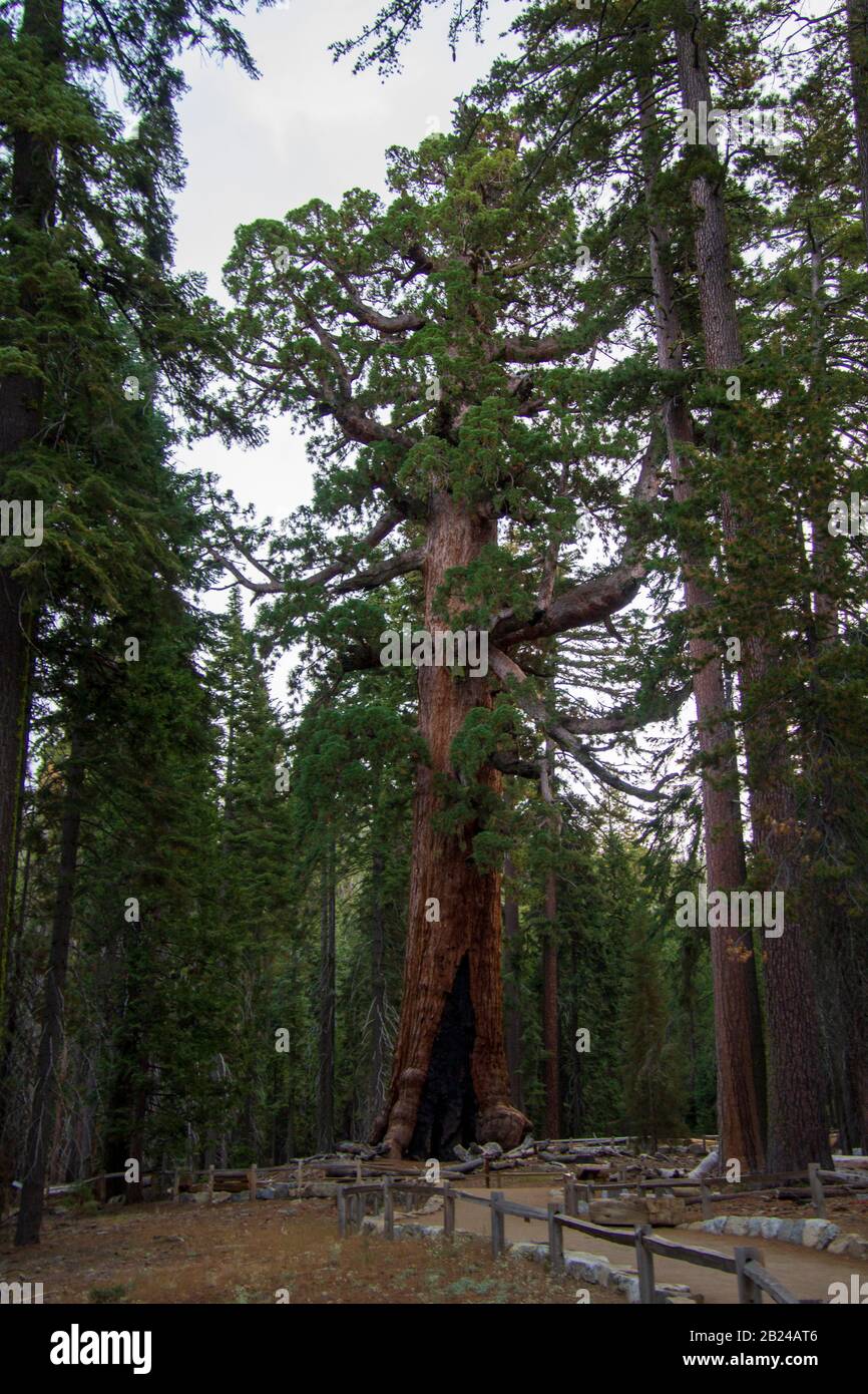 grizzly giant loop trail