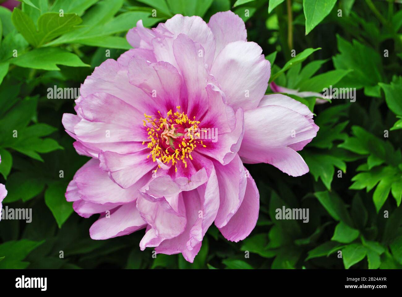 Close up of buds and flowers on a pink peony bush in the garden paeonia ...