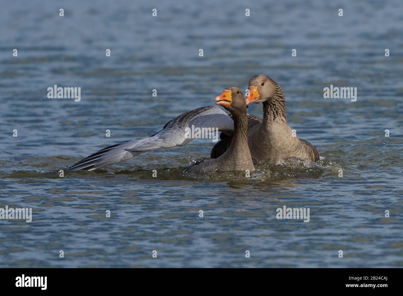 Male and female Greylag GeeseAnser anser display courtship Stock Photo Alamy