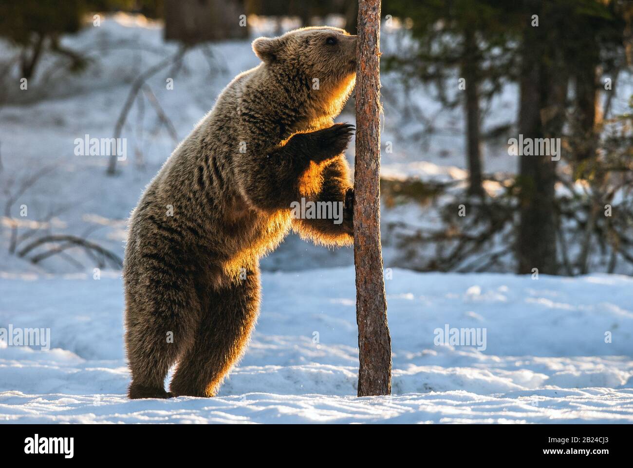 Brown bear stands on its hind legs by a pine tree in winter forest. Scientific name: Ursus arctos. Natural habitat. Winter season. Stock Photo