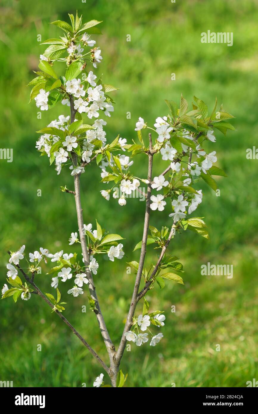 Young small flowering tree cherry or bird cherry (lat. Cerasus avium (L