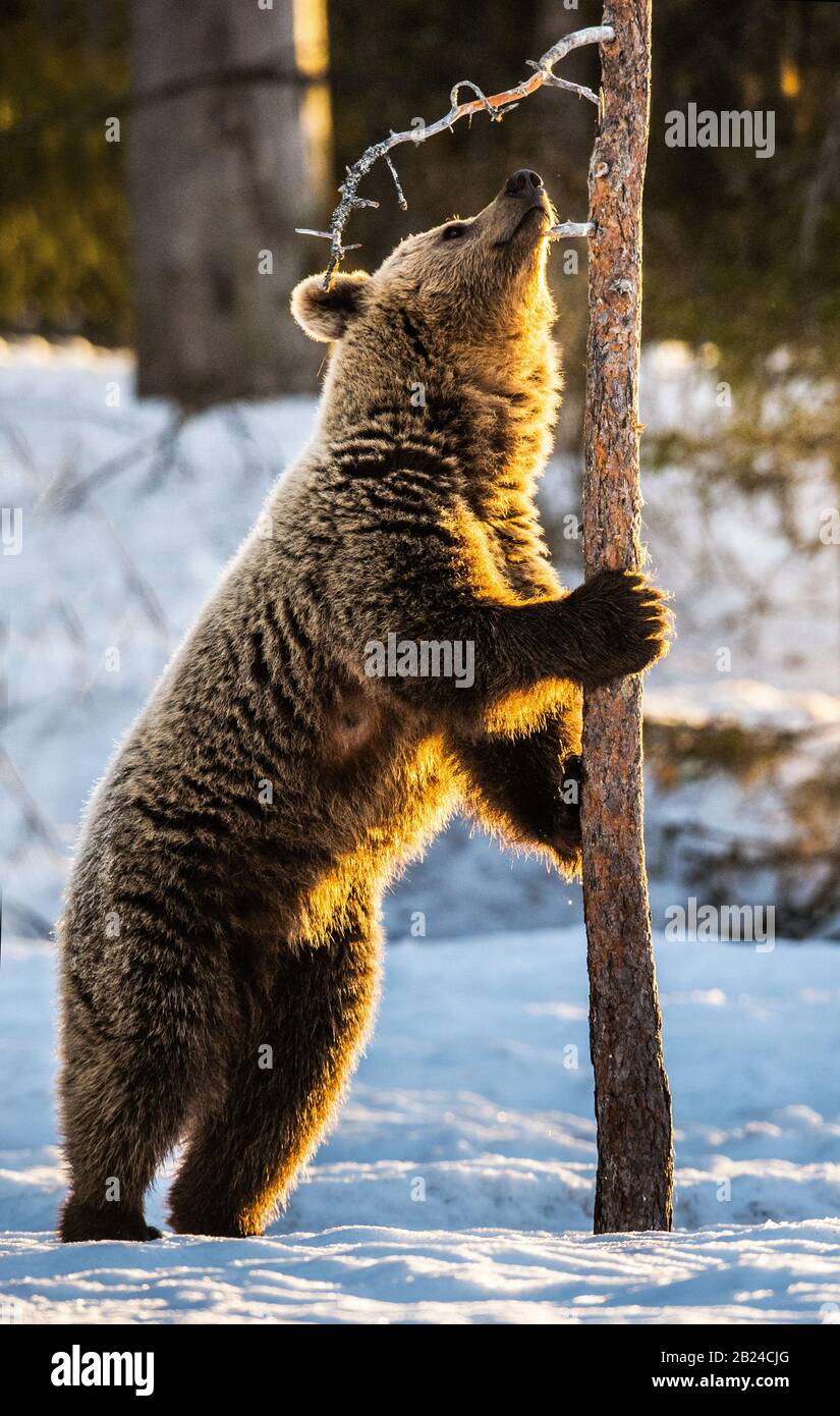 Brown bear stands on its hind legs by a pine tree in winter forest. Scientific name: Ursus arctos. Natural habitat. Winter season. Stock Photo
