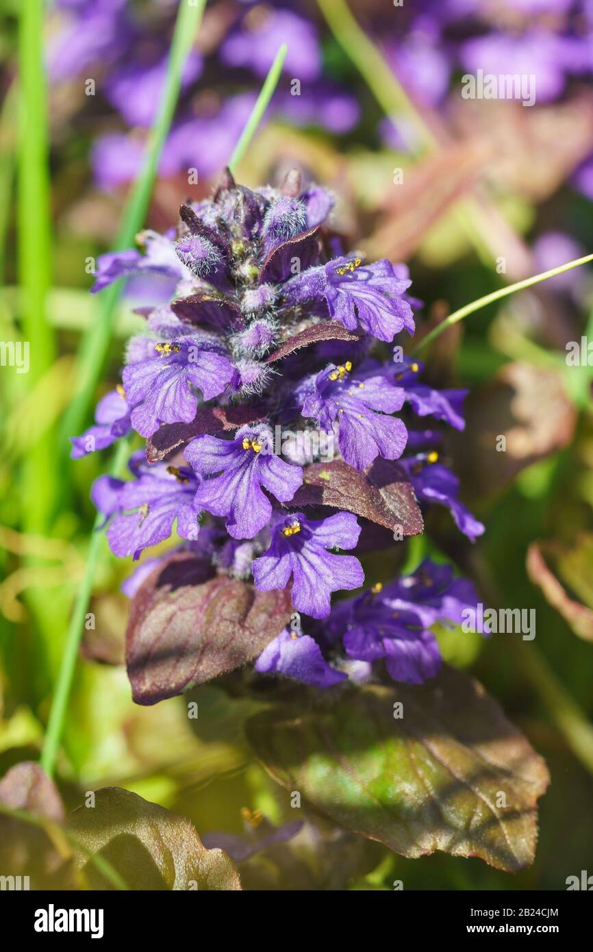 Ajuga reptans bugle medicinal plant hires stock photography and images Alamy