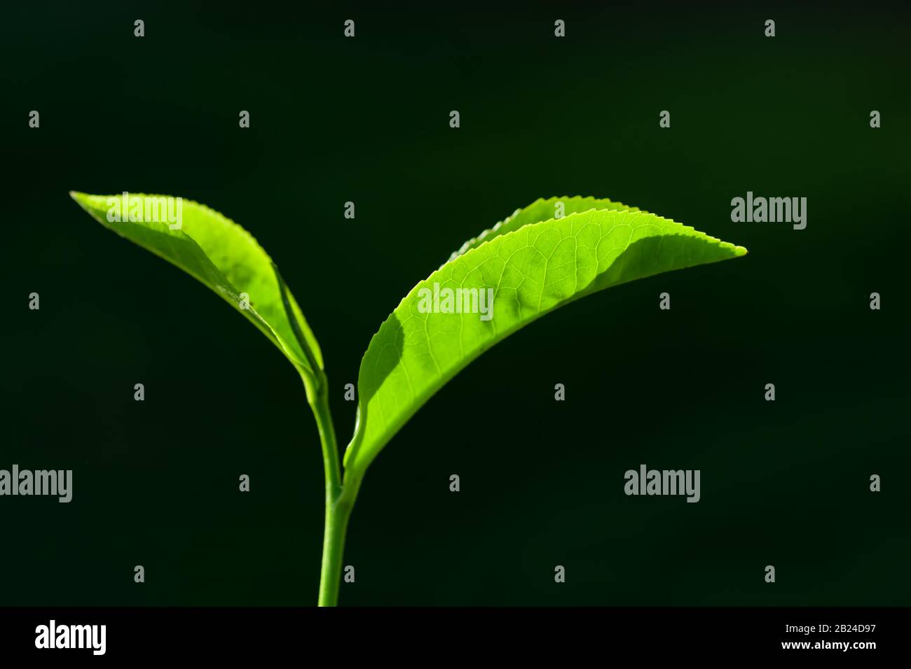 Fresh green tea leaves close-up on dark background. Stock Photo