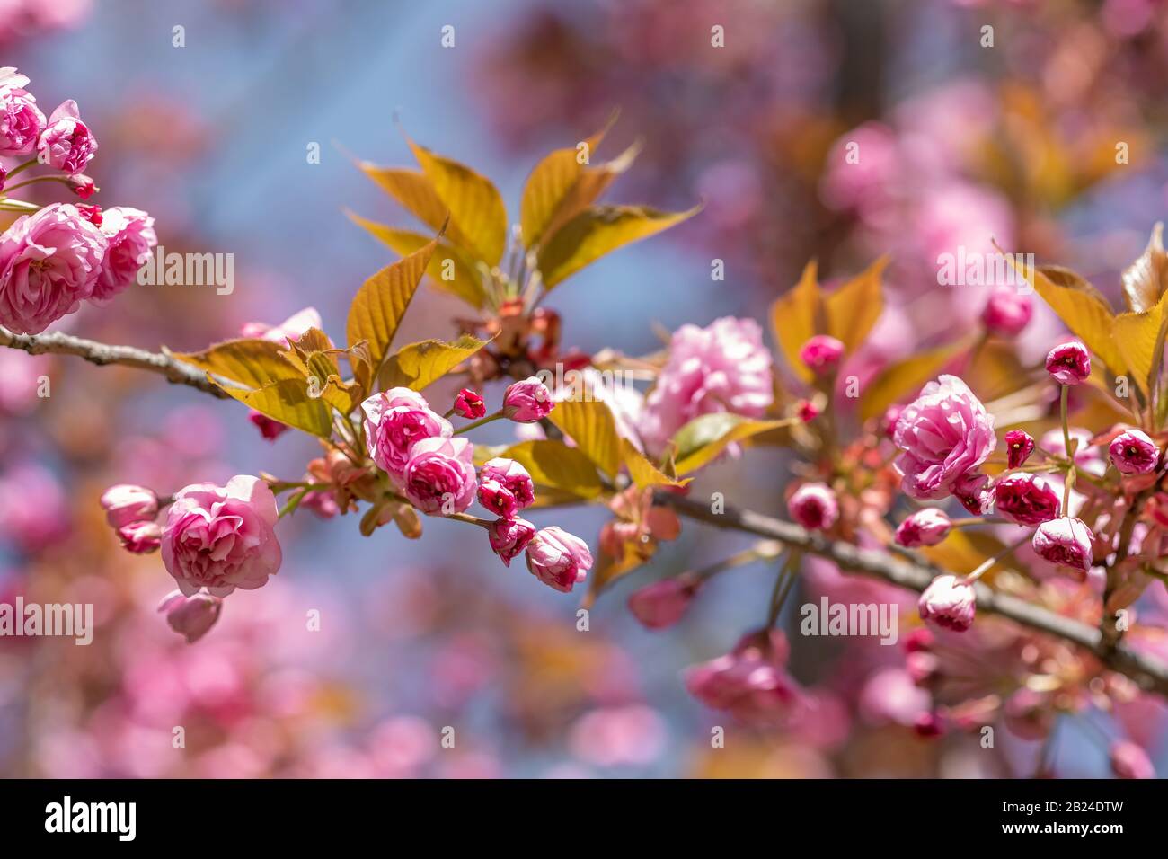 Bright pink cherry blossom flowers. Stock Photo