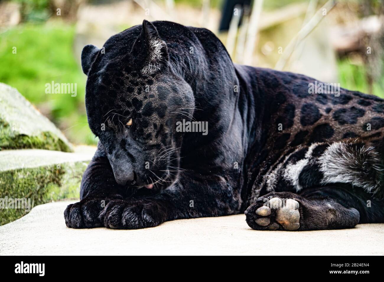 Black (melanistic) Jaguar (Panthera onca), Parc Zoologique de Paris (Paris Zoo), Paris, France Stock Photo