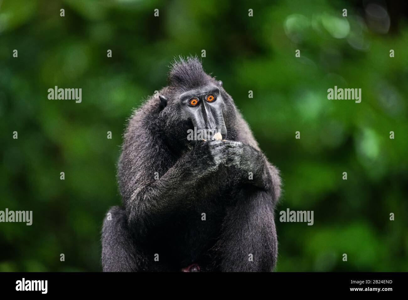 The Celebes crested macaque with fruit. Green natural background. Crested black macaque, Sulawesi crested macaque, sulawesi macaque or the black ape. Stock Photo