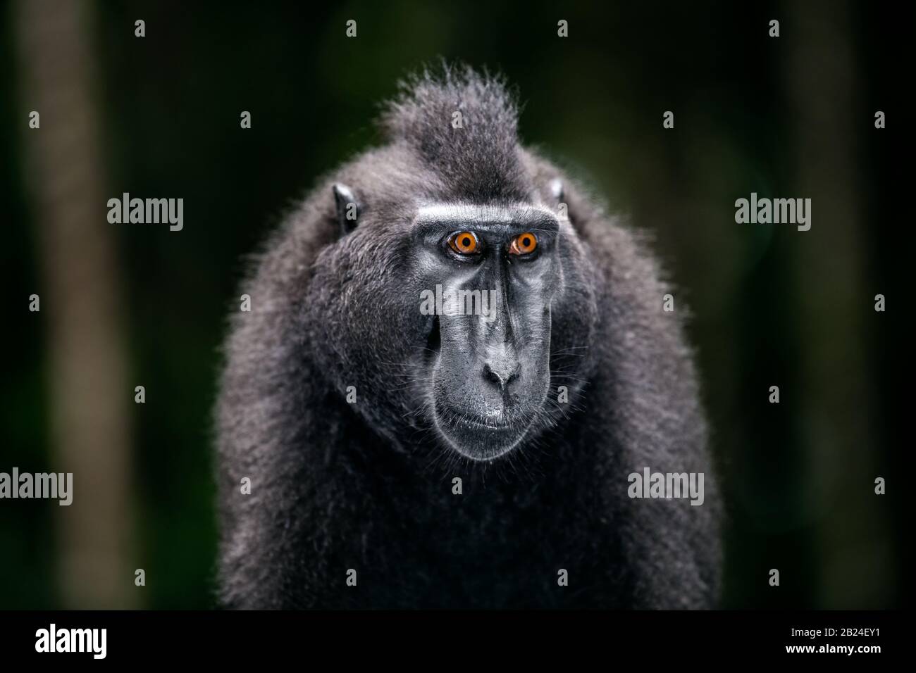 The Celebes crested macaque. Close up portrait, front view, dark background. Crested black macaque, Sulawesi crested macaque, or the black ape. Natura Stock Photo