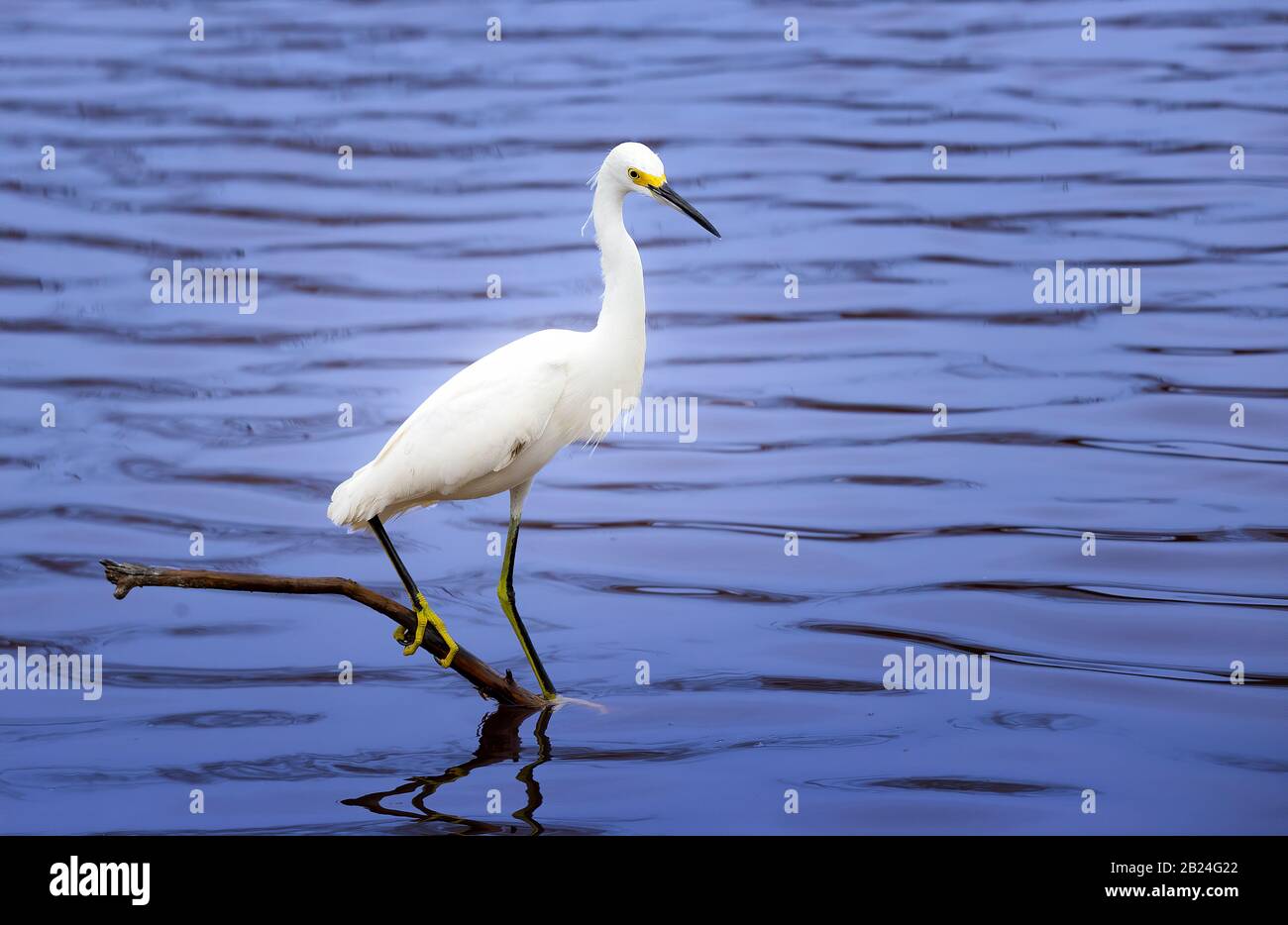 A Snowy Egret perches on a small twig at Mrazek Pond in Everglades National Park. Stock Photo