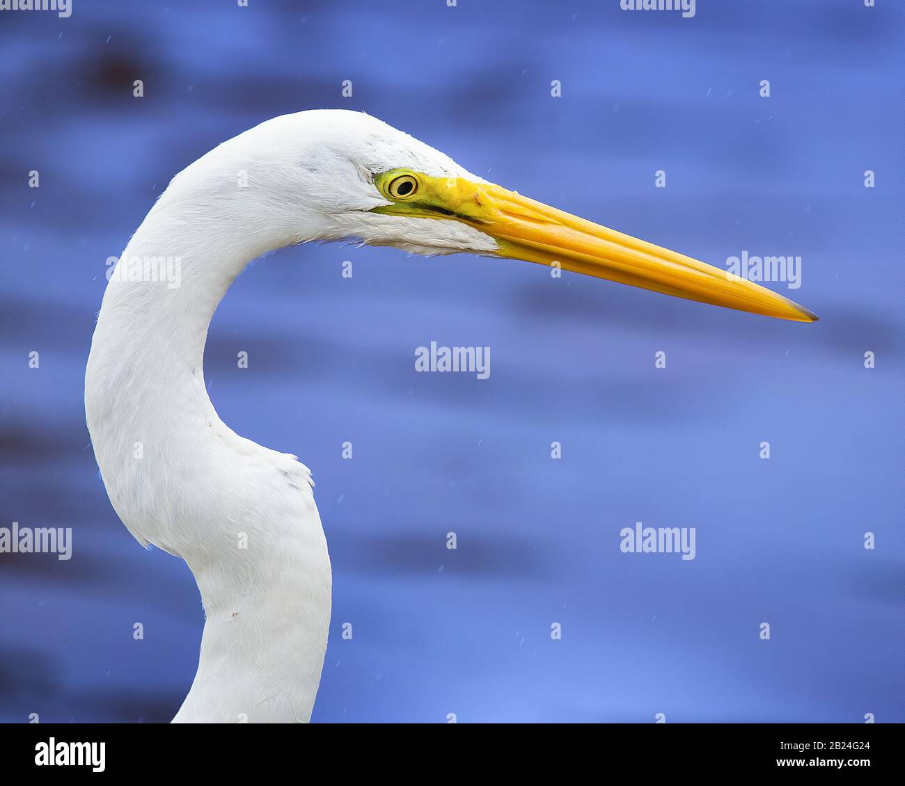 A portrait of the always graceful and elegant Great White Egret in Everglades National Park. Stock Photo