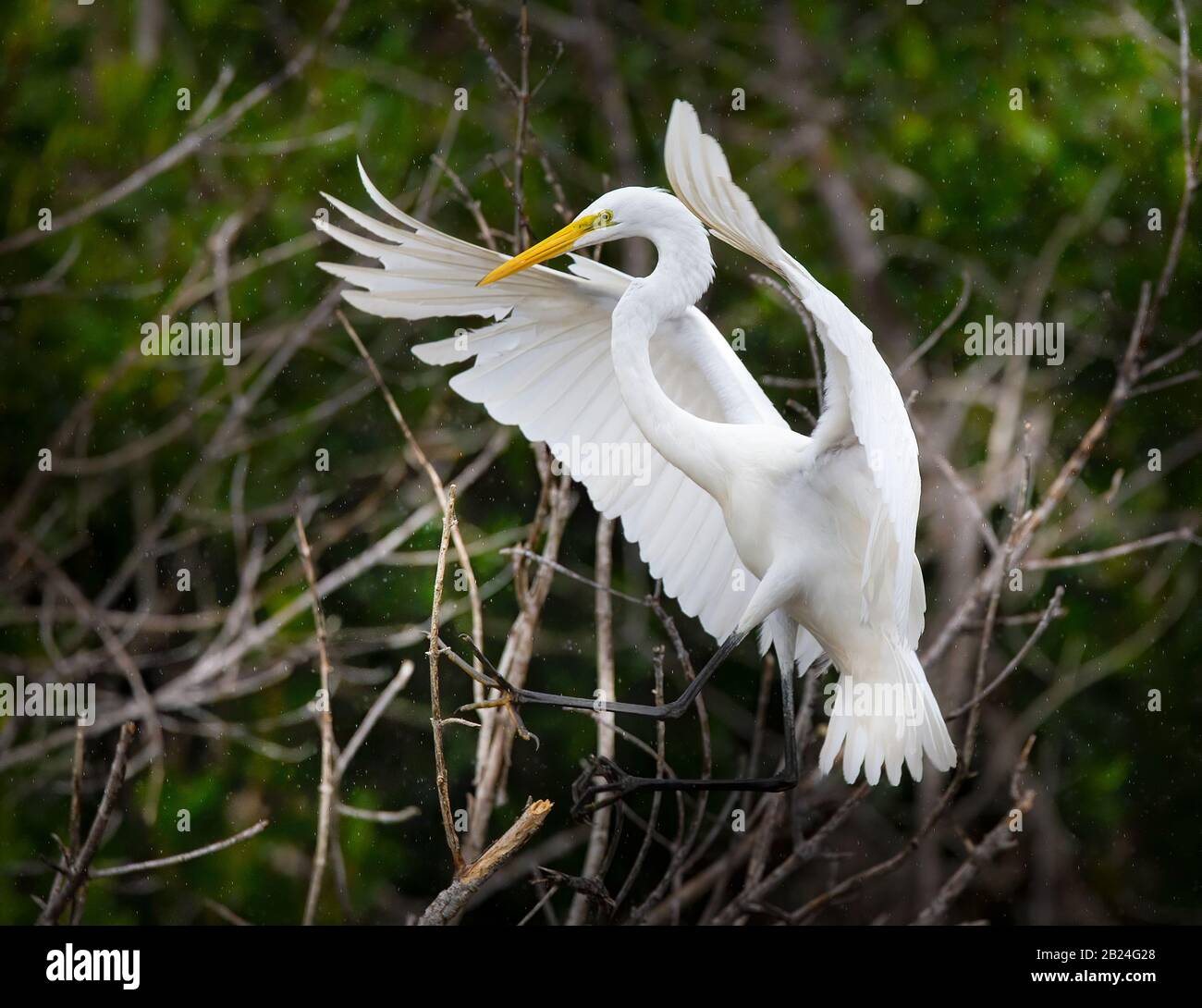 A Great White Egret comes in for a picture perfect landing in Everglades National Park. Stock Photo