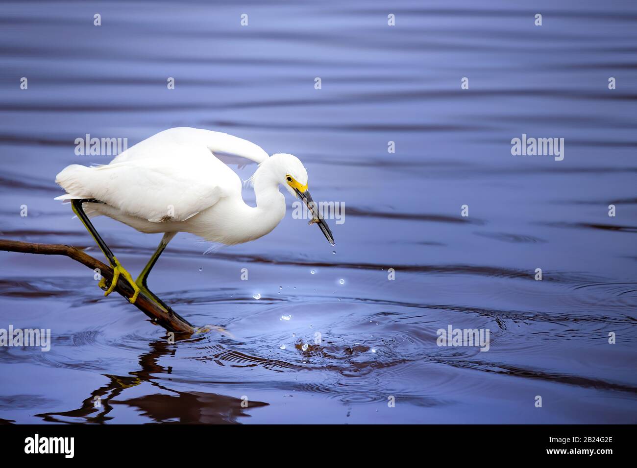 A Snowy Egret catches a small fish at Mrazek Pond in Everglades National Park. Stock Photo