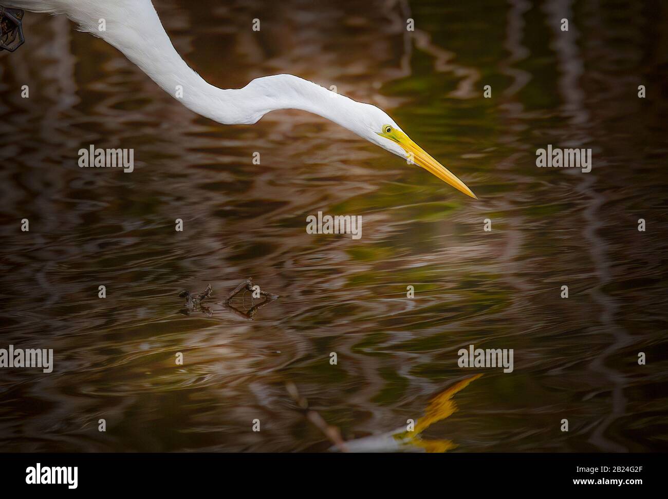 A Great White Egret scans the water for fish at Mrazek Pond in Everglades National Park. Stock Photo