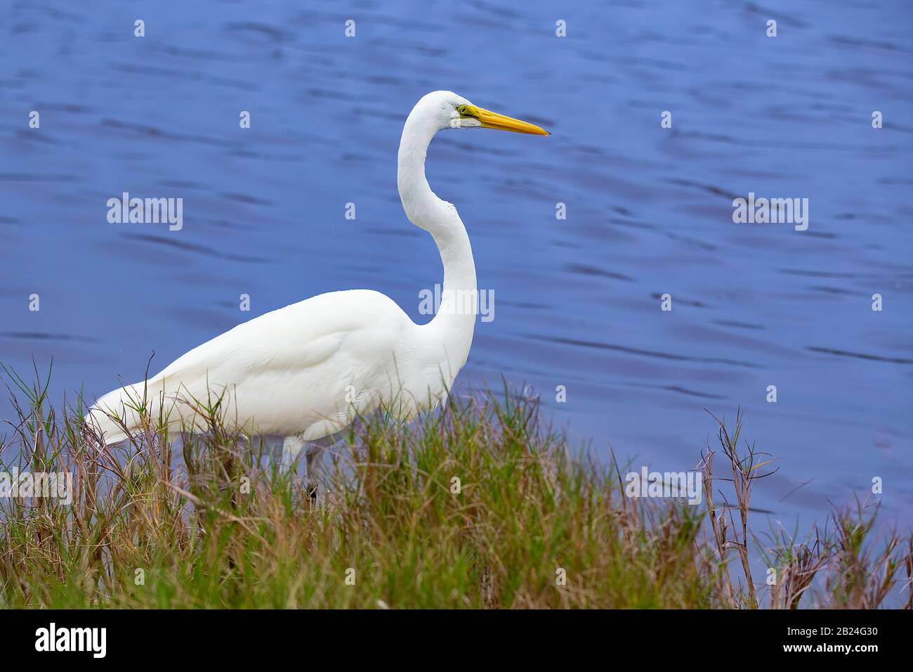 A Great White Egret wades in the waters of Mrazek Pond in Everglades National Park. Stock Photo
