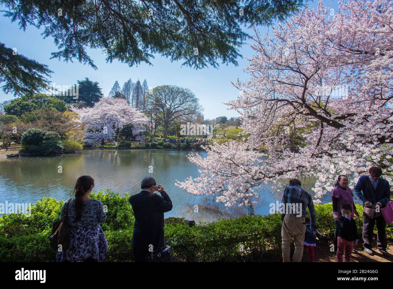 Shinjuku gyoen hanami hi-res stock photography and images - Alamy