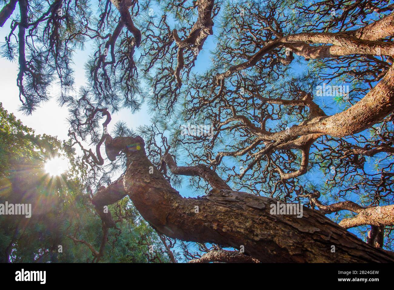 Interesting branches of small pines in Shinjuku Gyoen park - idyllic ...
