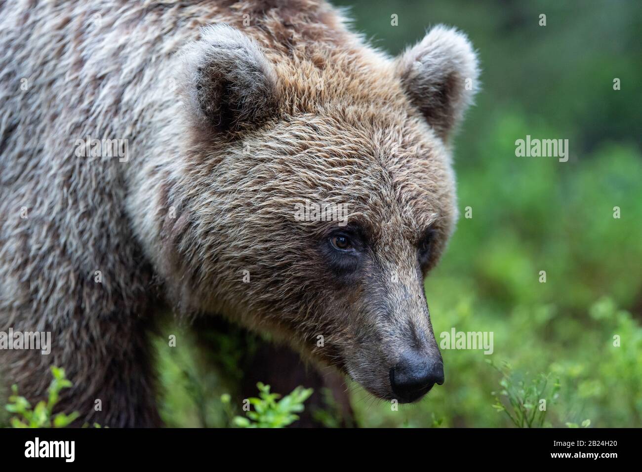 Brown bear in the summer forest. Close up portrait, green natural background. Scientific name: Ursus arctos. Natural habitat. Stock Photo