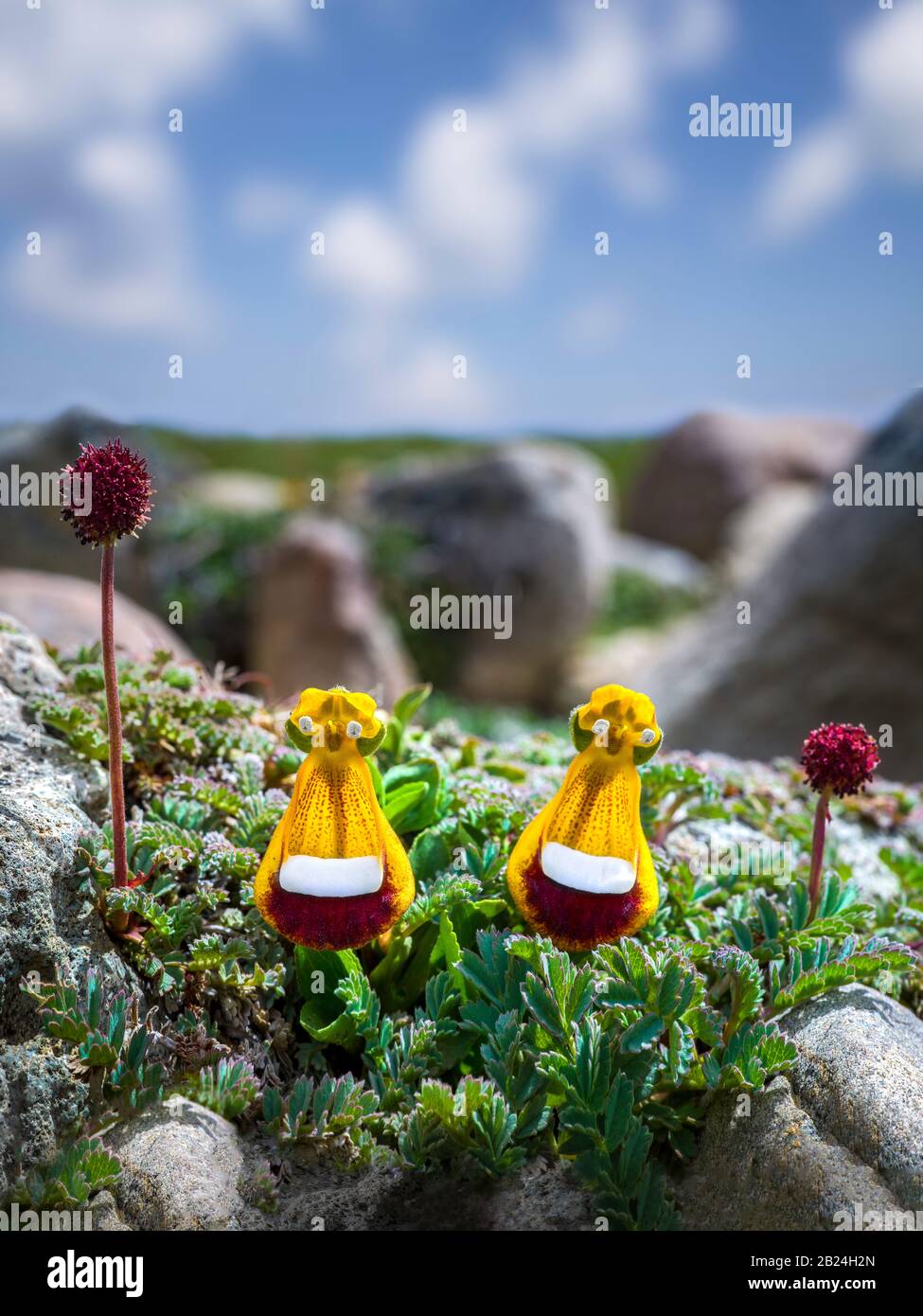 Plants like People - Couple of Happy Alien Flowers blooming on a sunny day Stock Photo