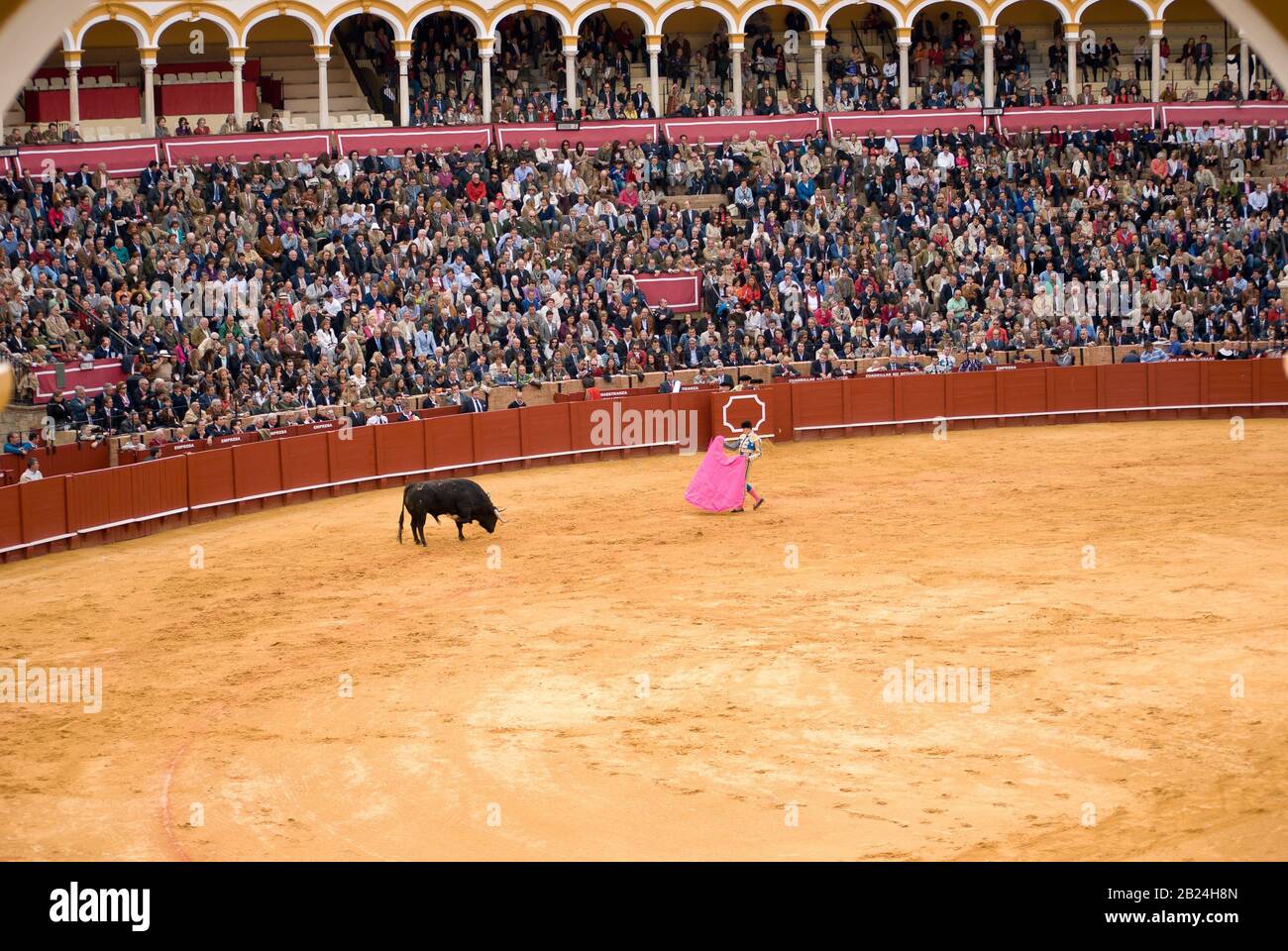 the bull in the arena Stock Photo - Alamy