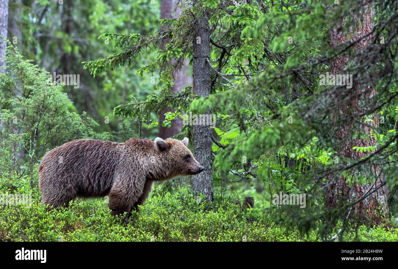 Brown bear in the summer pine forest. Scientific name: Ursus arctos. Natural habitat. Summer season. Stock Photo