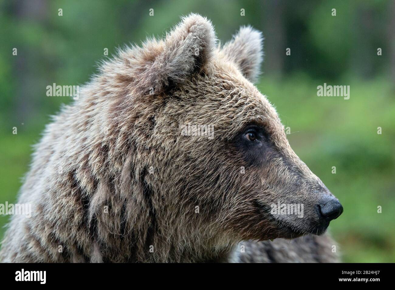 Brown bear in the summer forest. Close up portrait, green natural background. Scientific name: Ursus arctos. Natural habitat. Stock Photo