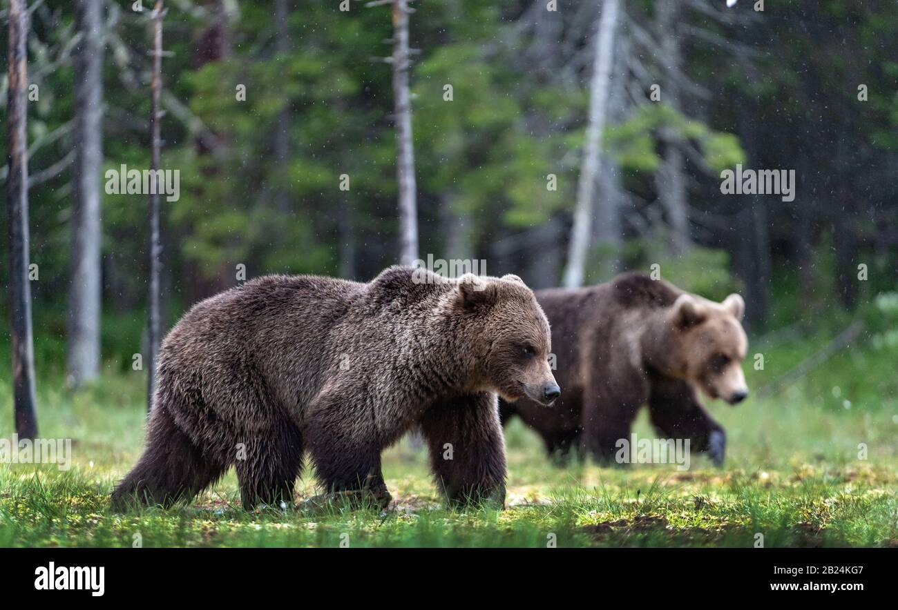 Brown bears walking on the swamp in the summer forest. Scientific name: Ursus arctos. Natural habitat. Stock Photo