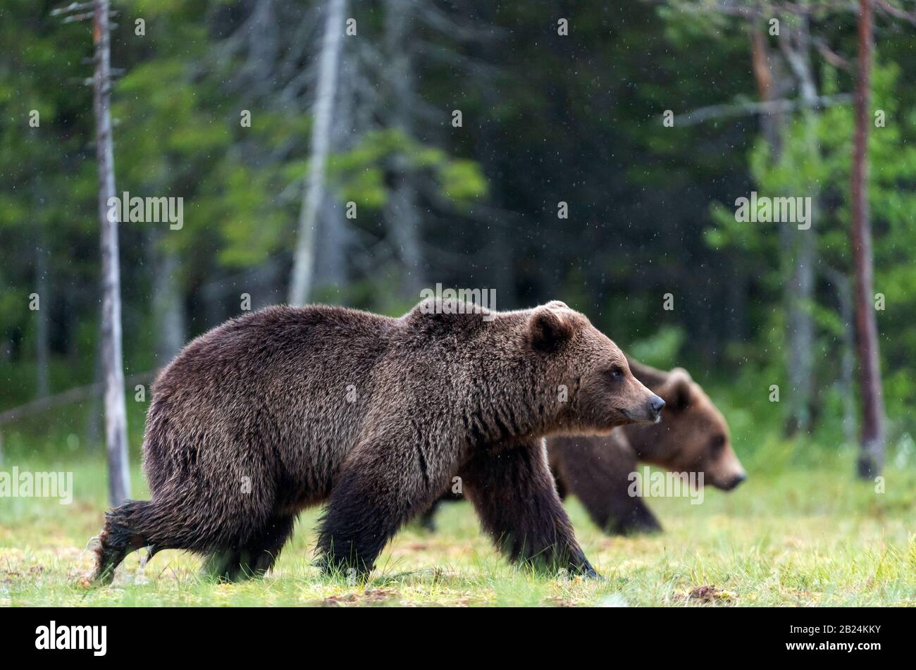 Brown bears walking on the swamp in the summer forest. Scientific name: Ursus arctos. Natural habitat. Stock Photo