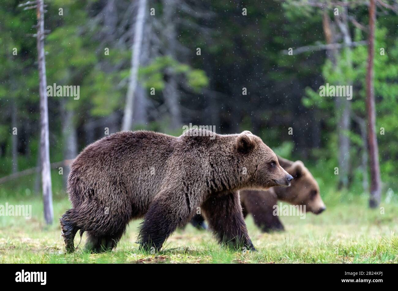 Brown bears walking on the swamp in the summer forest. Scientific name: Ursus arctos. Natural habitat. Stock Photo