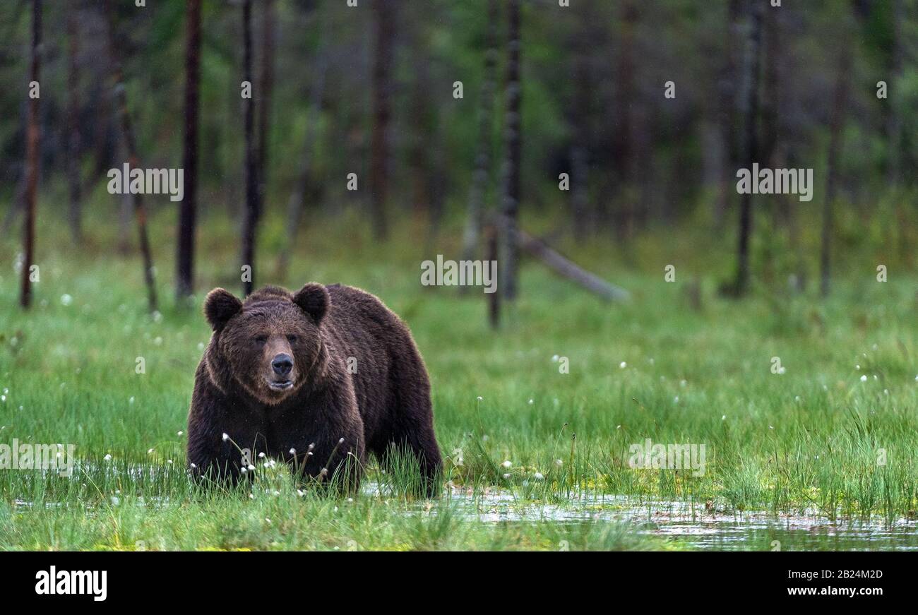 Wild Adult Male of Brown bear on the swamp in the pine forest. Front view. Scientific name: Ursus arctos. Summer season. Natural habitat. Stock Photo