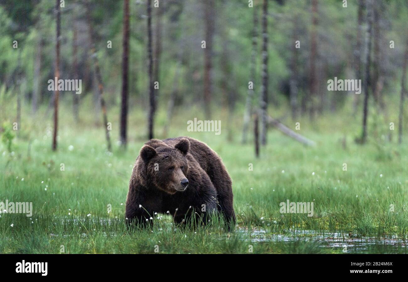 Wild Adult Male of Brown bear on the swamp in the pine forest. Front view. Scientific name: Ursus arctos. Summer season. Natural habitat. Stock Photo