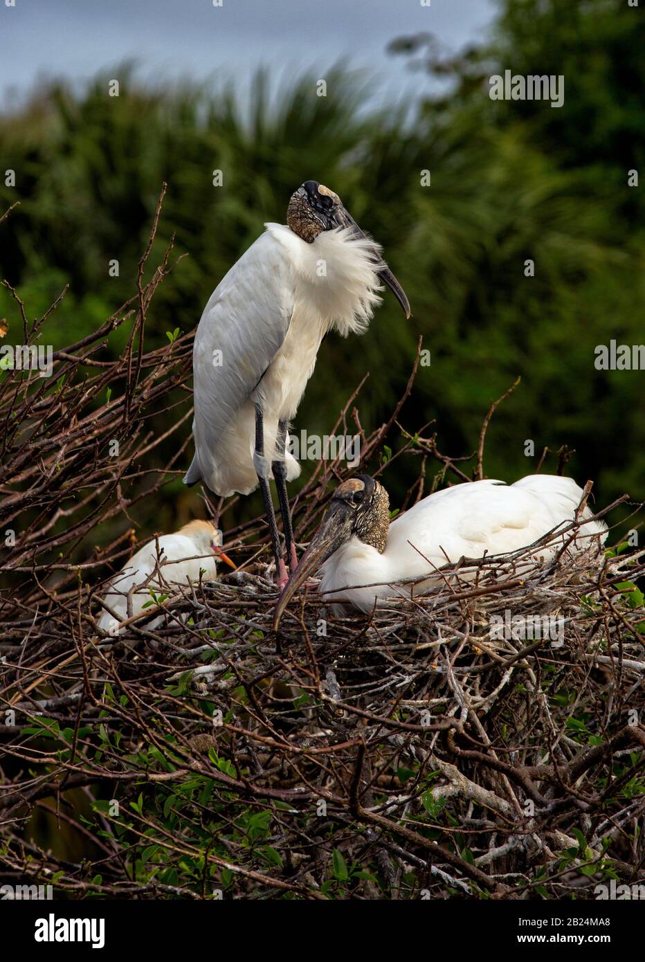 Wood Stork, Mycteria americana, mating pair at their nest with one standing sentinel as the wind blows, while its mate is egg sitting. Stock Photo